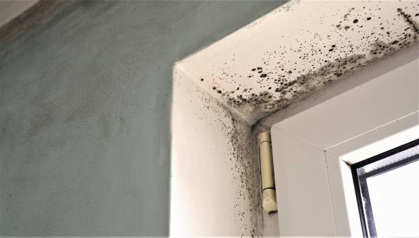 Reliable Tuntutuliak, AK Mold Removal Solutions