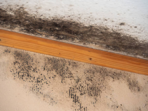 Best Real Estate Mold Inspection  in Tuntutuli, AK