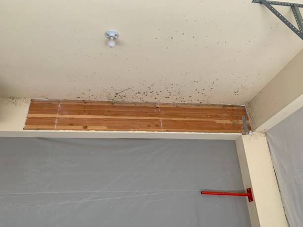 Best Environmental Consulting for Mold Prevention  in Tuntutuli, AK